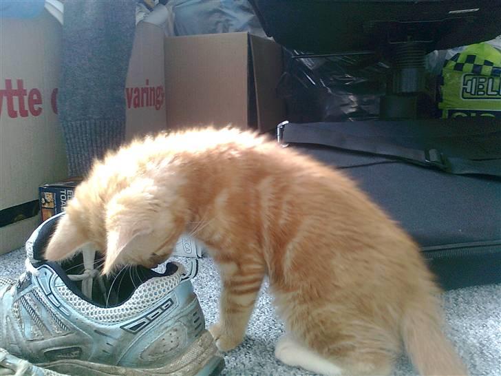 Blanding af racer mrs tyson billede 3