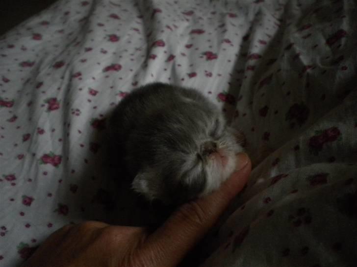 Perser Daylight Joy - 9 dage billede 5