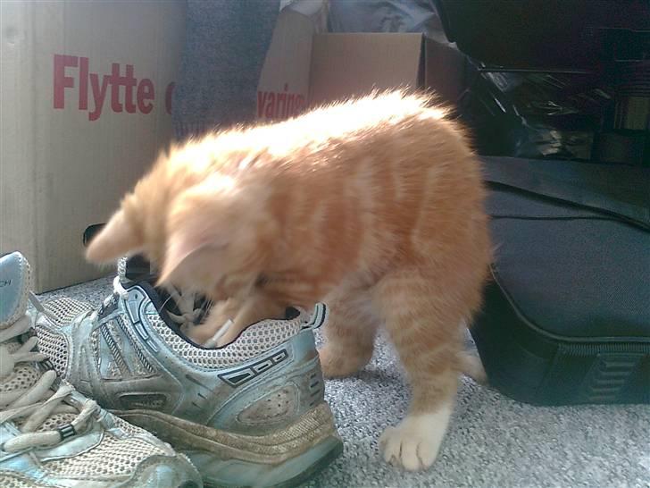 Blanding af racer mrs tyson billede 4