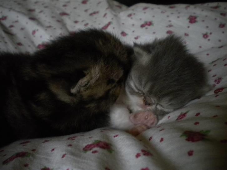 Perser Daylight Joy - 14 dage sammen med min søster billede 6