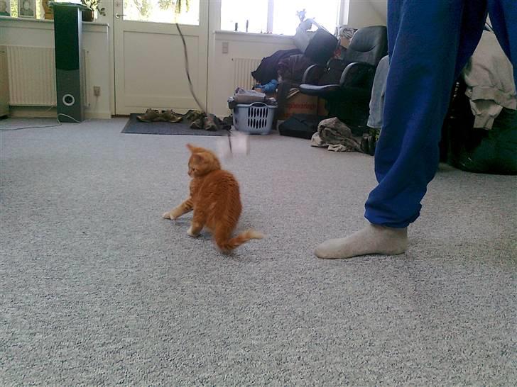 Blanding af racer mrs tyson billede 5