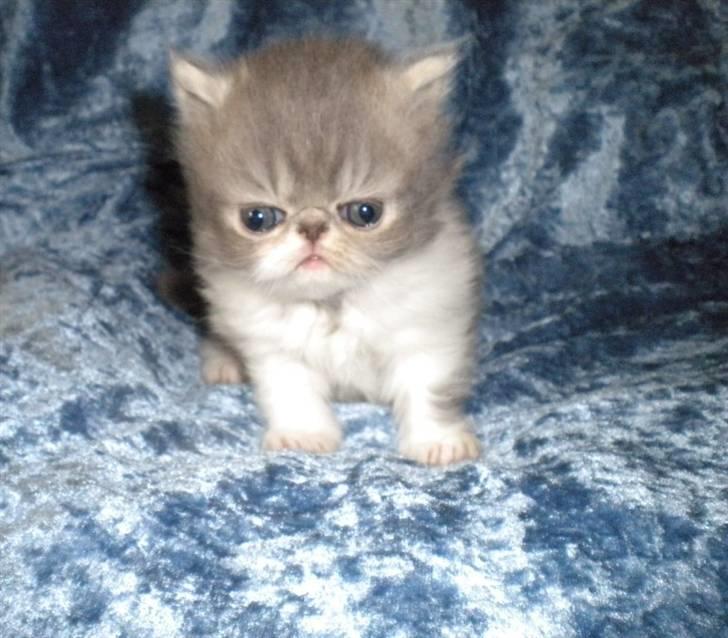 Perser Daylight Joy - 4 uger billede 7