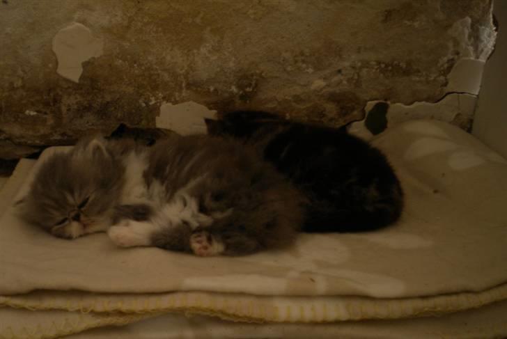 Perser Daylight Joy - 4 uger og 2 dage...og nu er min mor sikker på jeg er perser billede 8