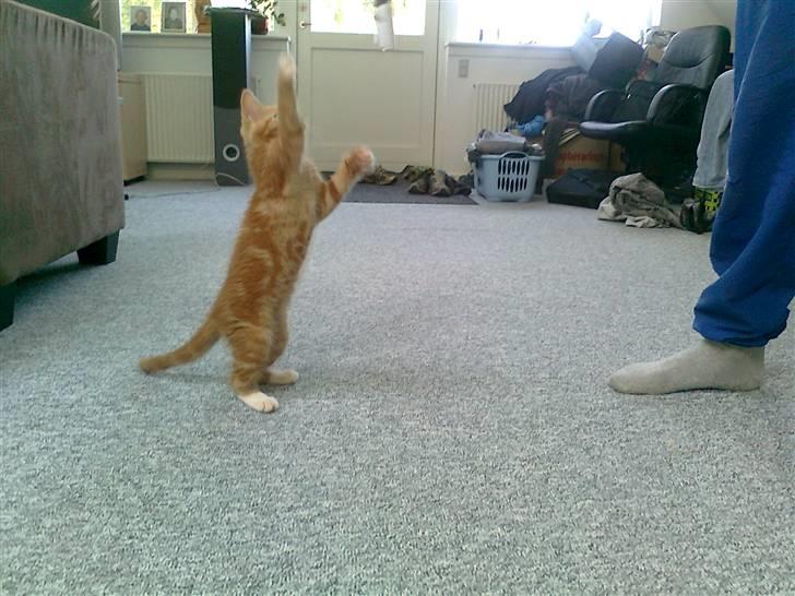 Blanding af racer mrs tyson billede 6