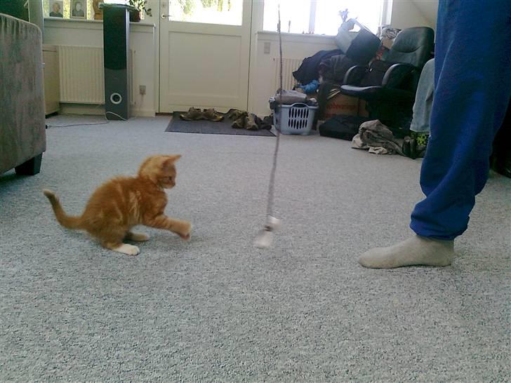 Blanding af racer mrs tyson billede 7