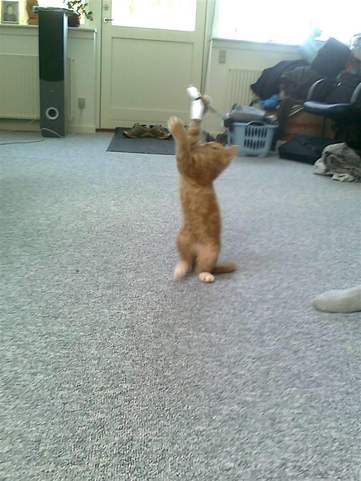 Blanding af racer mrs tyson billede 8