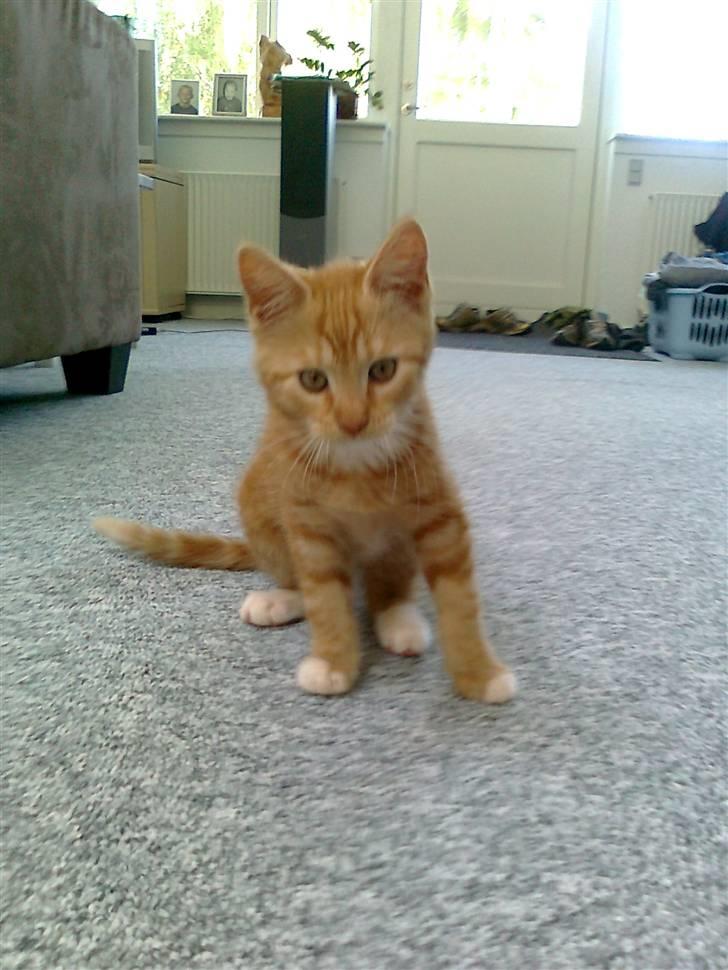 Blanding af racer mrs tyson billede 9