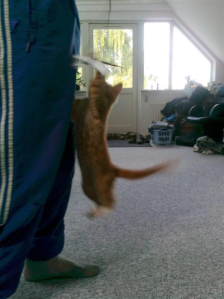 Blanding af racer mrs tyson billede 10