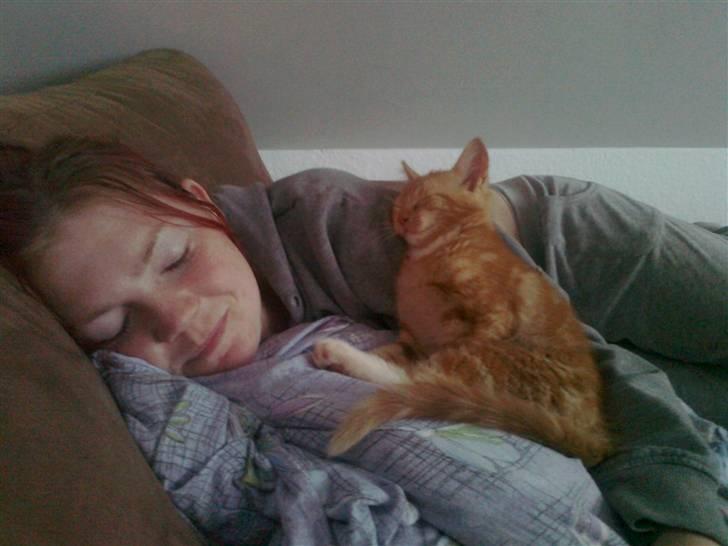 Blanding af racer mrs tyson billede 11