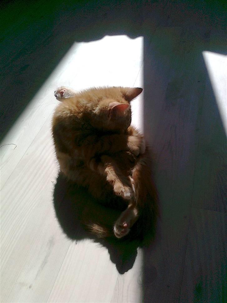 Blanding af racer mrs tyson billede 12