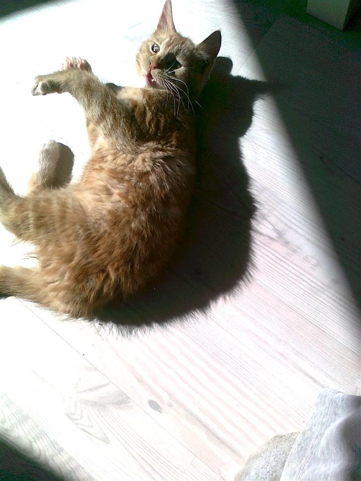 Blanding af racer mrs tyson billede 13