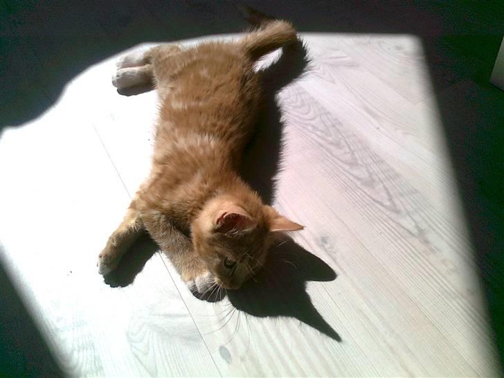 Blanding af racer mrs tyson billede 14