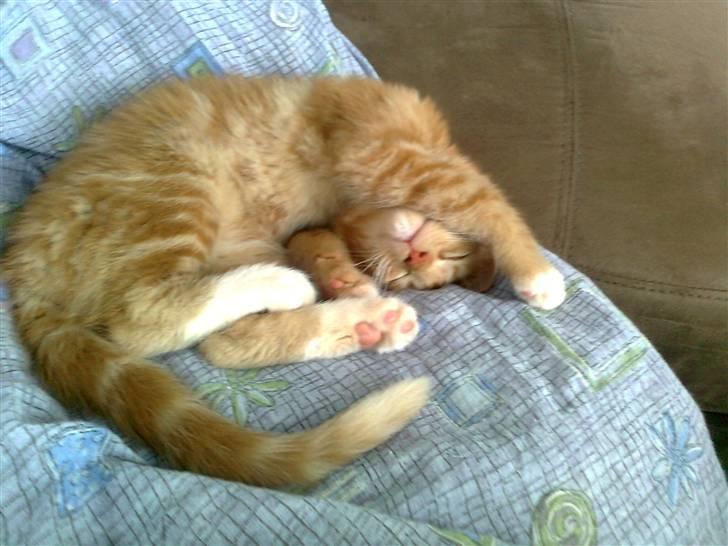 Blanding af racer mrs tyson billede 15