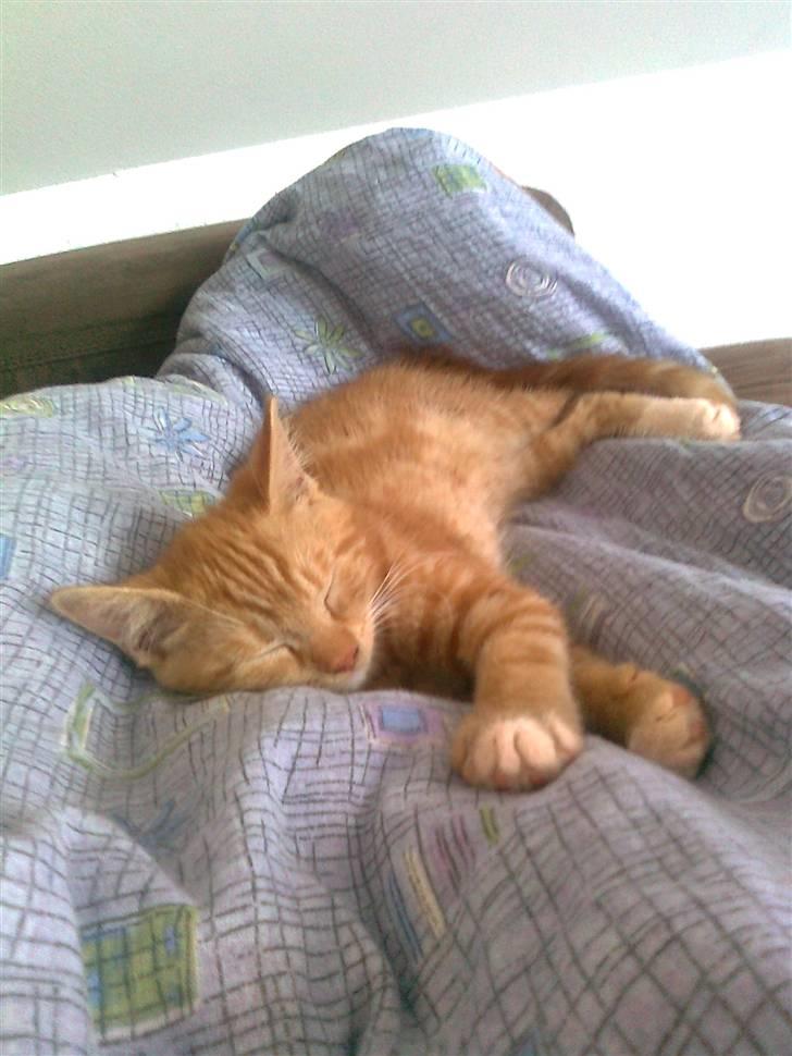 Blanding af racer mrs tyson billede 16