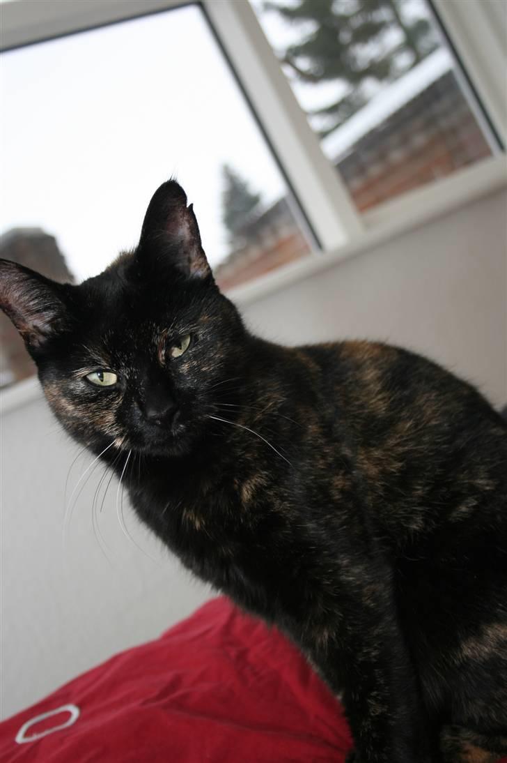 Huskat Blacki/ Mini billede 1