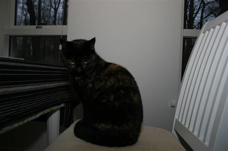 Huskat Blacki/ Mini billede 2