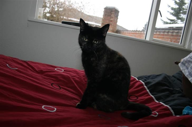 Huskat Blacki/ Mini billede 3