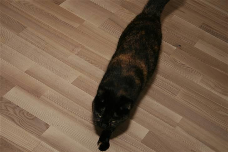 Huskat Blacki/ Mini billede 4