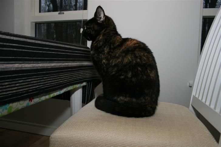 Huskat Blacki/ Mini billede 5