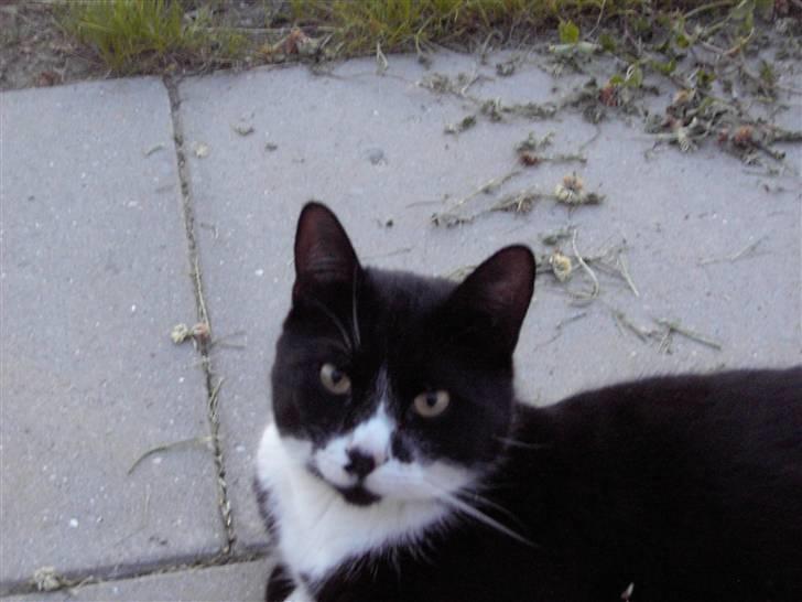 Blanding af racer Kiskat - Nyder det dejlige vejr billede 4