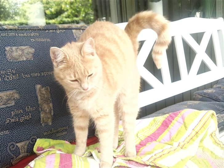 Blanding af racer Bella - uhhh strække :D billede 5