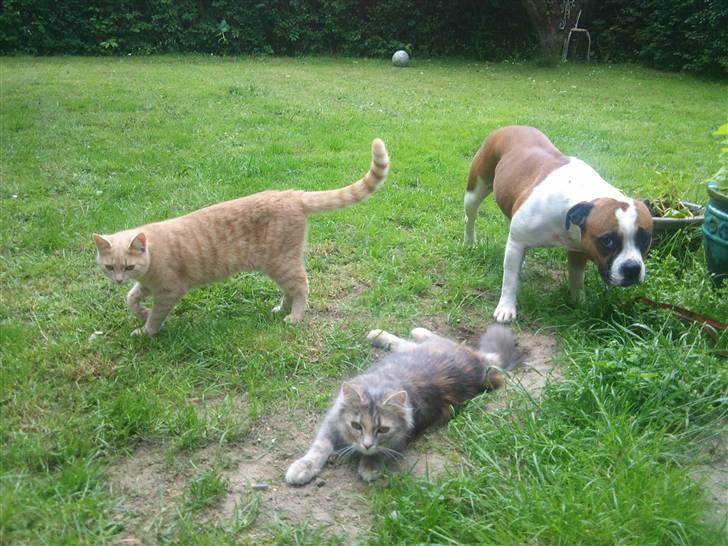 Blanding af racer Bella - Bella, Felicia og Nugga (; billede 6