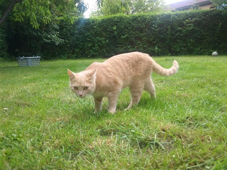 Blanding af racer Bella billede 7