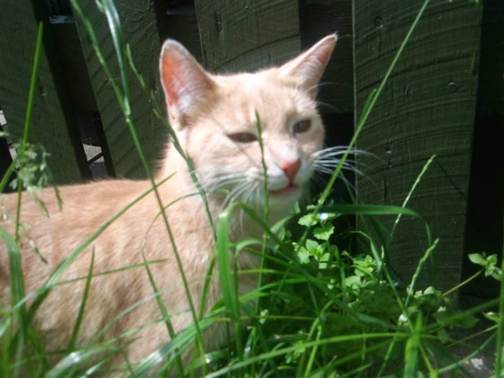 Blanding af racer Bella - bella spiser græs ;D billede 8