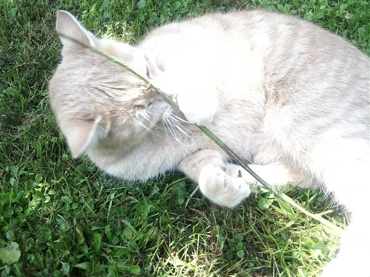 Blanding af racer Bella - total sjov pind ? xD billede 9