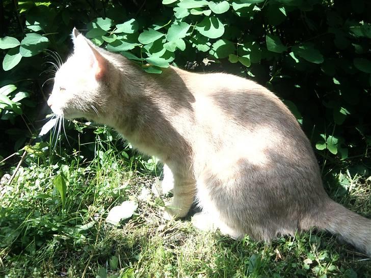 Blanding af racer Bella - smukke Bella :D billede 10