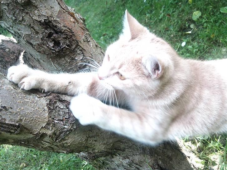 Blanding af racer Bella - kradse kradse træ :D billede 11