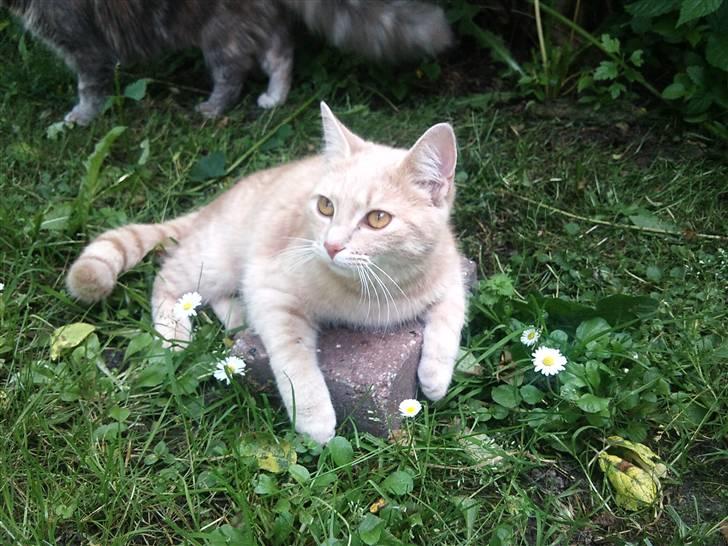 Blanding af racer Bella - ingen må tage min sten ! INGEN :D billede 12