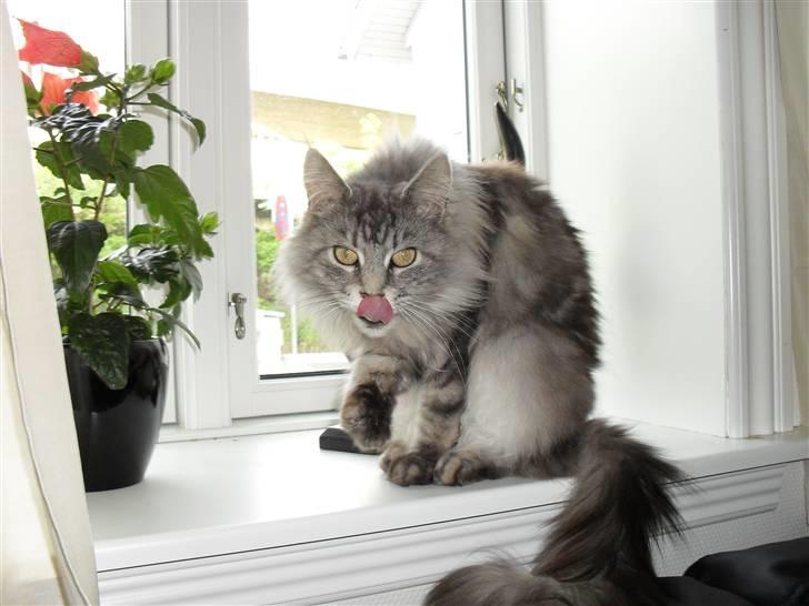 Maine Coon Mille - mille og frankie putter i stuen billede 1