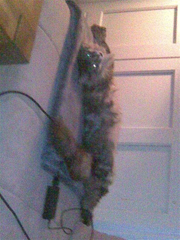 Maine Coon Mille - strækker sig lii billede 2