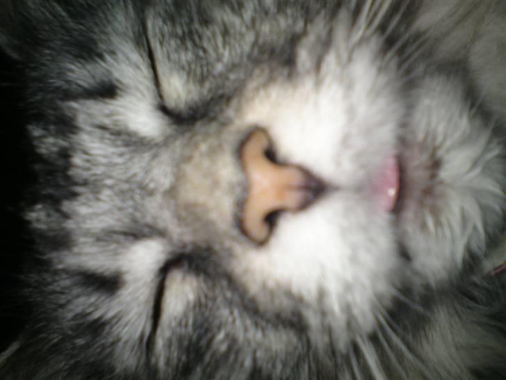 Maine Coon Mille billede 4