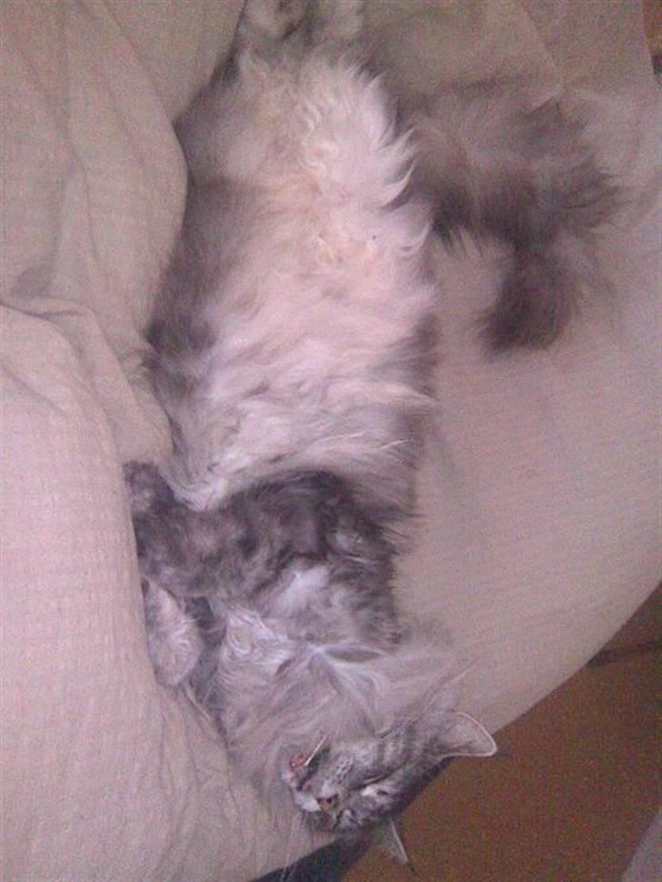 Maine Coon Mille - er bestemt ikke klar til at stå op i nu da.. billede 5