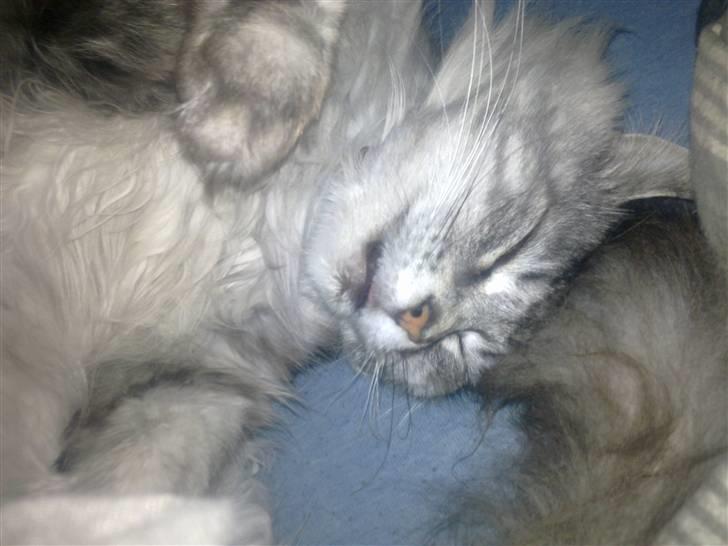 Maine Coon Mille billede 6