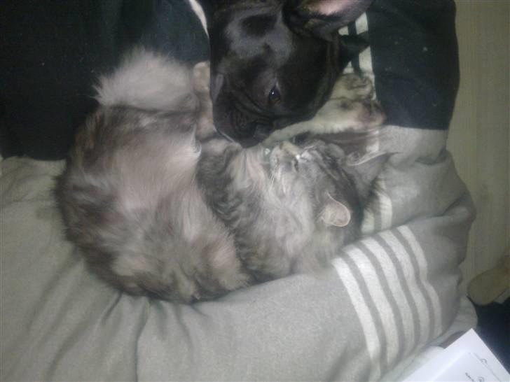 Maine Coon Mille billede 7