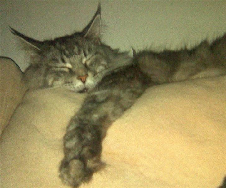 Maine Coon Mille billede 8