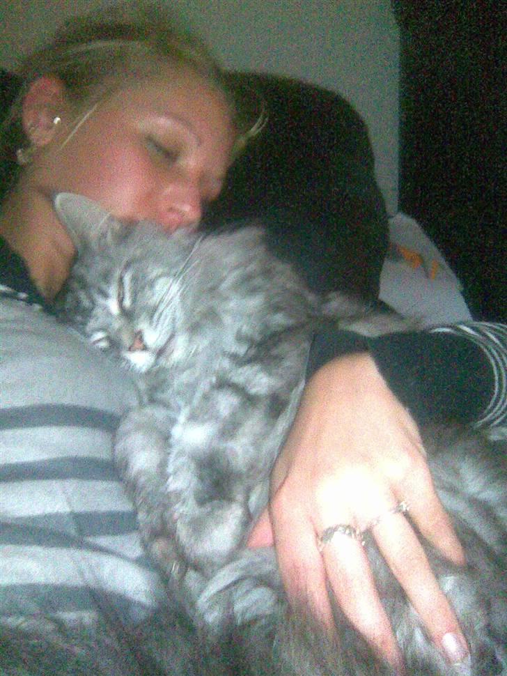 Maine Coon Mille billede 9