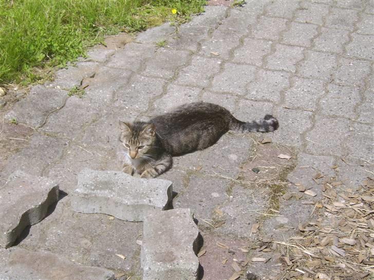 Huskat Misse mor  billede 1