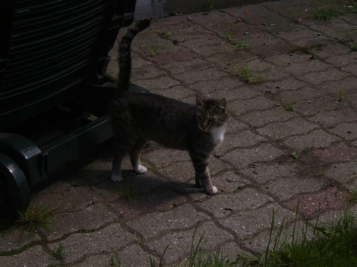 Huskat Misse mor  billede 2