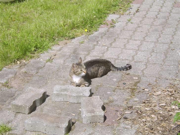 Huskat Misse mor  billede 3