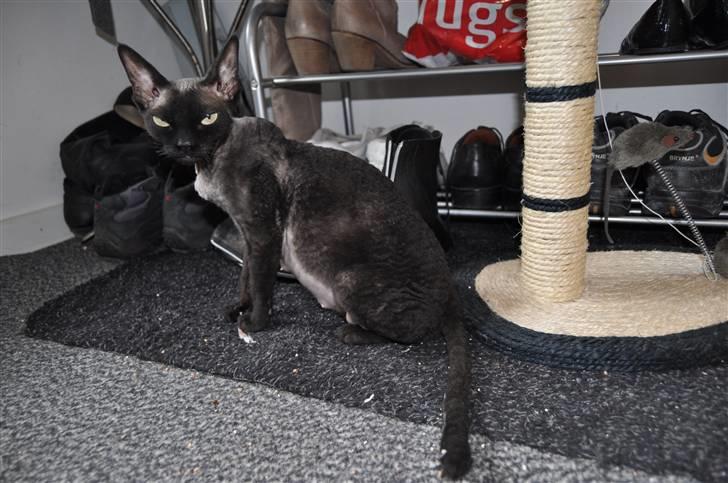 Devon Rex Ingeborg billede 7