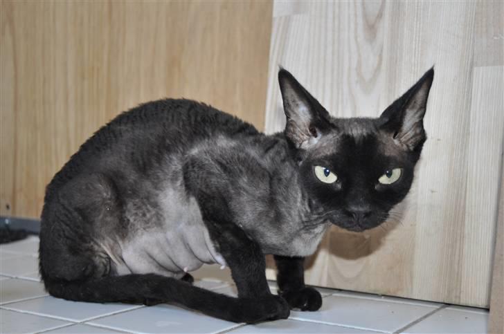 Devon Rex Ingeborg billede 8