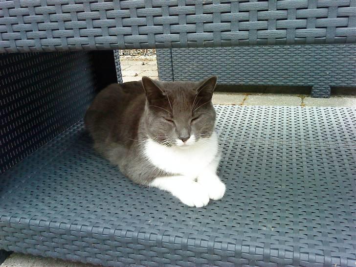 Huskat Lillemis *Rest in peace*  - Lillemis nyder vejret under terrasebordet :-)  billede 1
