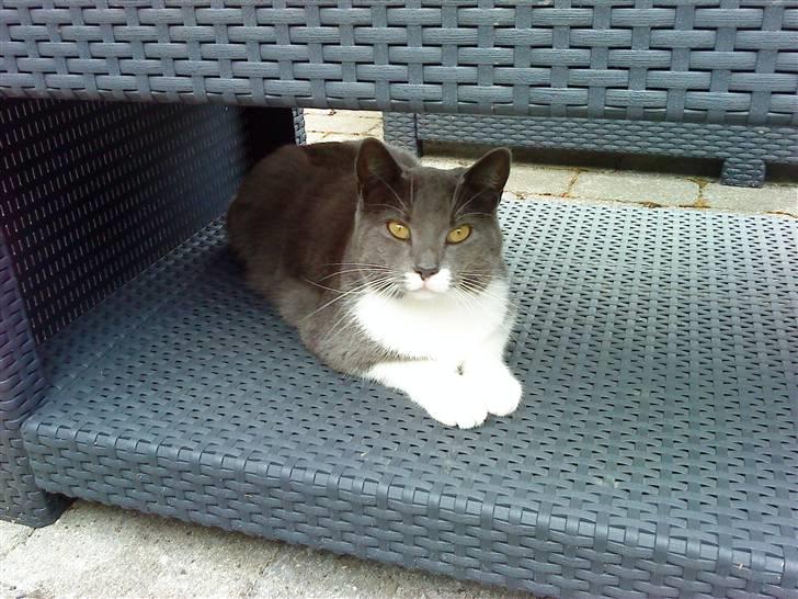 Huskat Lillemis *Rest in peace*  - Min søde kat. billede 2