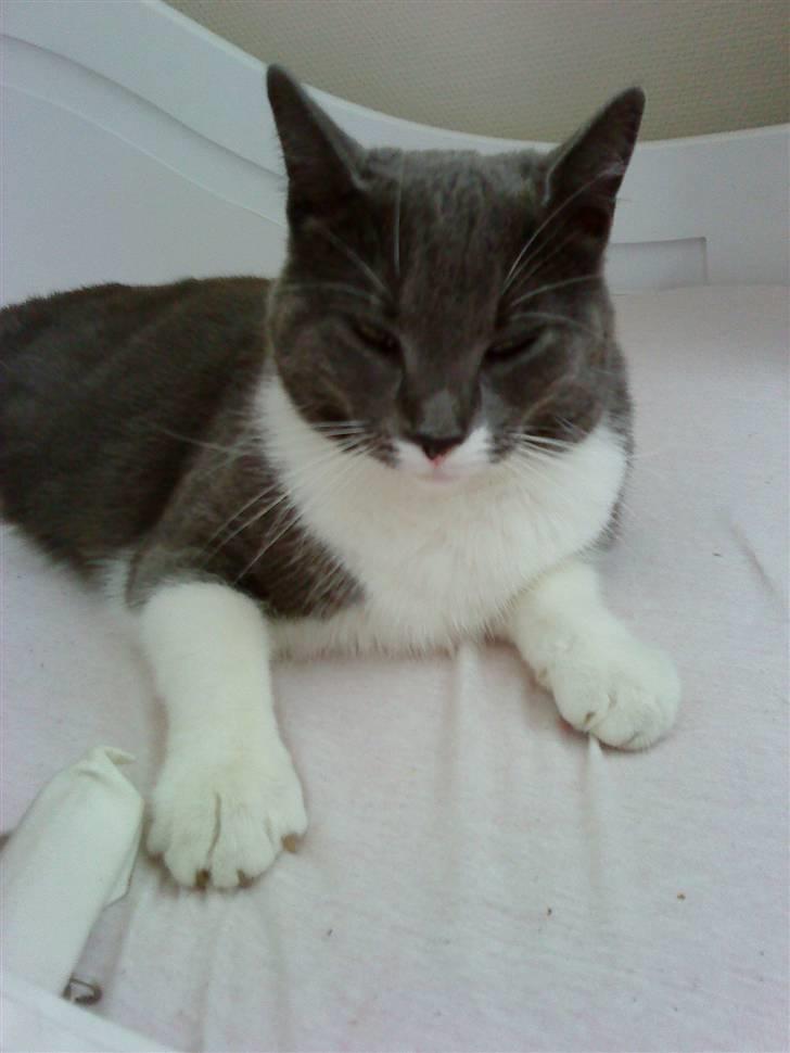 Huskat Lillemis *Rest in peace*  billede 3