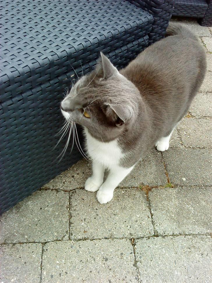 Huskat Lillemis *Rest in peace*  - Lillemis har fundet noget på stolen. billede 4