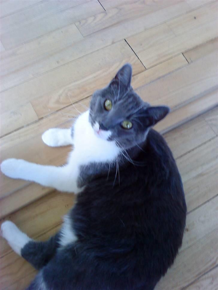 Huskat Lillemis *Rest in peace*  billede 5